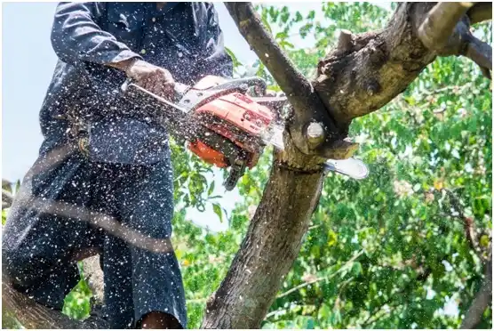 tree services Cedar Grove